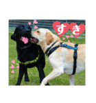ラブラドール·レトリバー兄弟遊戯·ラブ翼（個別スタンプ：2）