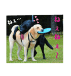 ラブラドール·レトリバー兄弟遊戯·ラブ翼（個別スタンプ：4）