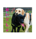 ラブラドール·レトリバー兄弟遊戯·ラブ翼（個別スタンプ：5）
