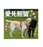 ラブラドール·レトリバー兄弟遊戯·ラブ翼（個別スタンプ：8）