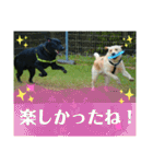 ラブラドール·レトリバー兄弟遊戯·ラブ翼（個別スタンプ：10）