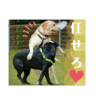 ラブラドール·レトリバー兄弟遊戯·ラブ翼（個別スタンプ：12）