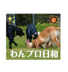 ラブラドール·レトリバー兄弟遊戯·ラブ翼（個別スタンプ：13）