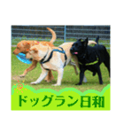 ラブラドール·レトリバー兄弟遊戯·ラブ翼（個別スタンプ：14）