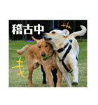 ラブラドール·レトリバー兄弟遊戯·ラブ翼（個別スタンプ：15）