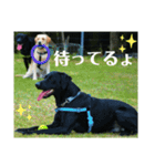 ラブラドール·レトリバー兄弟遊戯·ラブ翼（個別スタンプ：16）