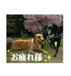 ラブラドール·レトリバー兄弟遊戯·ラブ翼（個別スタンプ：17）