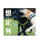 ラブラドール·レトリバー兄弟遊戯·ラブ翼（個別スタンプ：19）