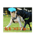 ラブラドール·レトリバー兄弟遊戯·ラブ翼（個別スタンプ：23）