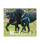 ラブラドール·レトリバー兄弟遊戯·ラブ翼（個別スタンプ：24）