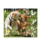 ラブラドール·レトリバー兄弟遊戯·ラブ翼（個別スタンプ：25）