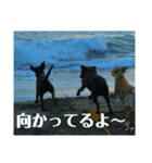 ラブラドール·レトリバー兄弟遊戯·ラブ翼（個別スタンプ：33）