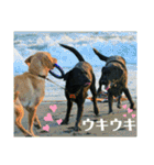 ラブラドール·レトリバー兄弟遊戯·ラブ翼（個別スタンプ：34）