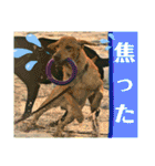 ラブラドール·レトリバー兄弟遊戯·ラブ翼（個別スタンプ：38）