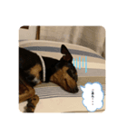 ミニピン癒しスタンプ2（個別スタンプ：7）