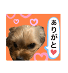 かわいい！ペロリンスタンプ第2弾！（個別スタンプ：1）