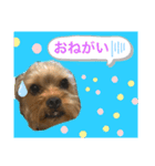 かわいい！ペロリンスタンプ第2弾！（個別スタンプ：2）