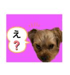 かわいい！ペロリンスタンプ第2弾！（個別スタンプ：5）