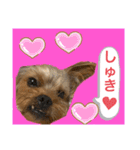 かわいい！ペロリンスタンプ第2弾！（個別スタンプ：6）