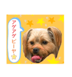かわいい！ペロリンスタンプ第2弾！（個別スタンプ：7）