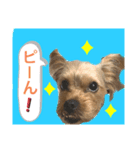 かわいい！ペロリンスタンプ第2弾！（個別スタンプ：9）