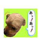 かわいい！ペロリンスタンプ第2弾！（個別スタンプ：11）