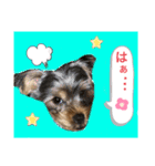 かわいい！ペロリンスタンプ第2弾！（個別スタンプ：12）