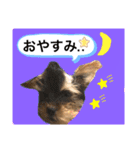 かわいい！ペロリンスタンプ第2弾！（個別スタンプ：13）