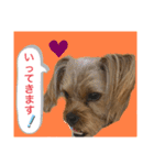 かわいい！ペロリンスタンプ第2弾！（個別スタンプ：14）