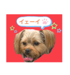 かわいい！ペロリンスタンプ第2弾！（個別スタンプ：16）