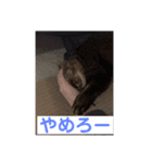 おくまはな2（個別スタンプ：5）