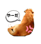 おきゅんきゅんとの日々（個別スタンプ：3）