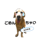 おきゅんきゅんとの日々（個別スタンプ：12）