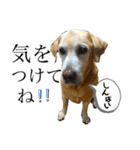 おきゅんきゅんとの日々（個別スタンプ：15）