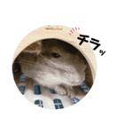 チンチラのとろろ2（個別スタンプ：1）
