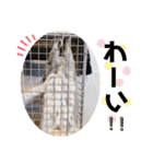 チンチラのとろろ2（個別スタンプ：26）