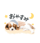野村家のサムくん（個別スタンプ：3）