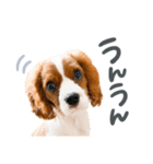 野村家のサムくん（個別スタンプ：13）