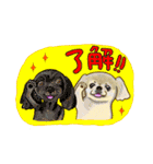 365日ペキニーズ（個別スタンプ：6）