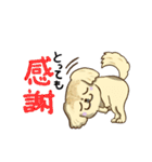 365日ペキニーズ（個別スタンプ：8）