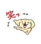 365日ペキニーズ（個別スタンプ：10）