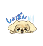 365日ペキニーズ（個別スタンプ：25）