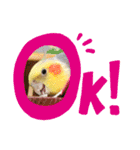 オカメのPearl（個別スタンプ：2）