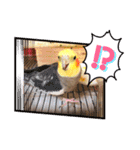 オカメのPearl（個別スタンプ：8）
