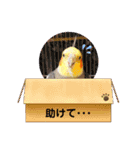 オカメのPearl（個別スタンプ：12）