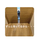 ミニシュナのジルちゃん（個別スタンプ：13）