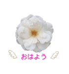 ♪♪癒しのお花の挨拶＆一言♪♪（個別スタンプ：3）