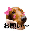 アイリッシュセターのノアくん（個別スタンプ：14）