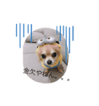 レオ＆タオと時々ゆず。（個別スタンプ：6）