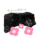 レオ＆タオと時々ゆず。（個別スタンプ：15）